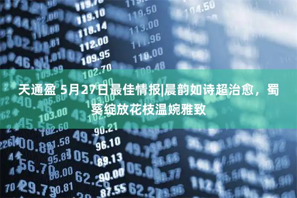 天通盈 5月27日最佳情报|晨韵如诗超治愈，蜀葵绽放花枝温婉雅致